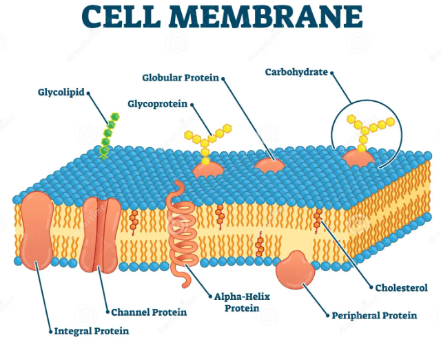 <table style="min-width: 25px;"><colgroup><col style="min-width: 25px;"></colgroup><tbody><tr><td colspan="1" rowspan="1" style="padding: 0.75pt;"><p class="MsoNormal"><span><strong><span>Phospholipid bilayer</span></strong></span></p></td></tr></tbody></table><p></p>