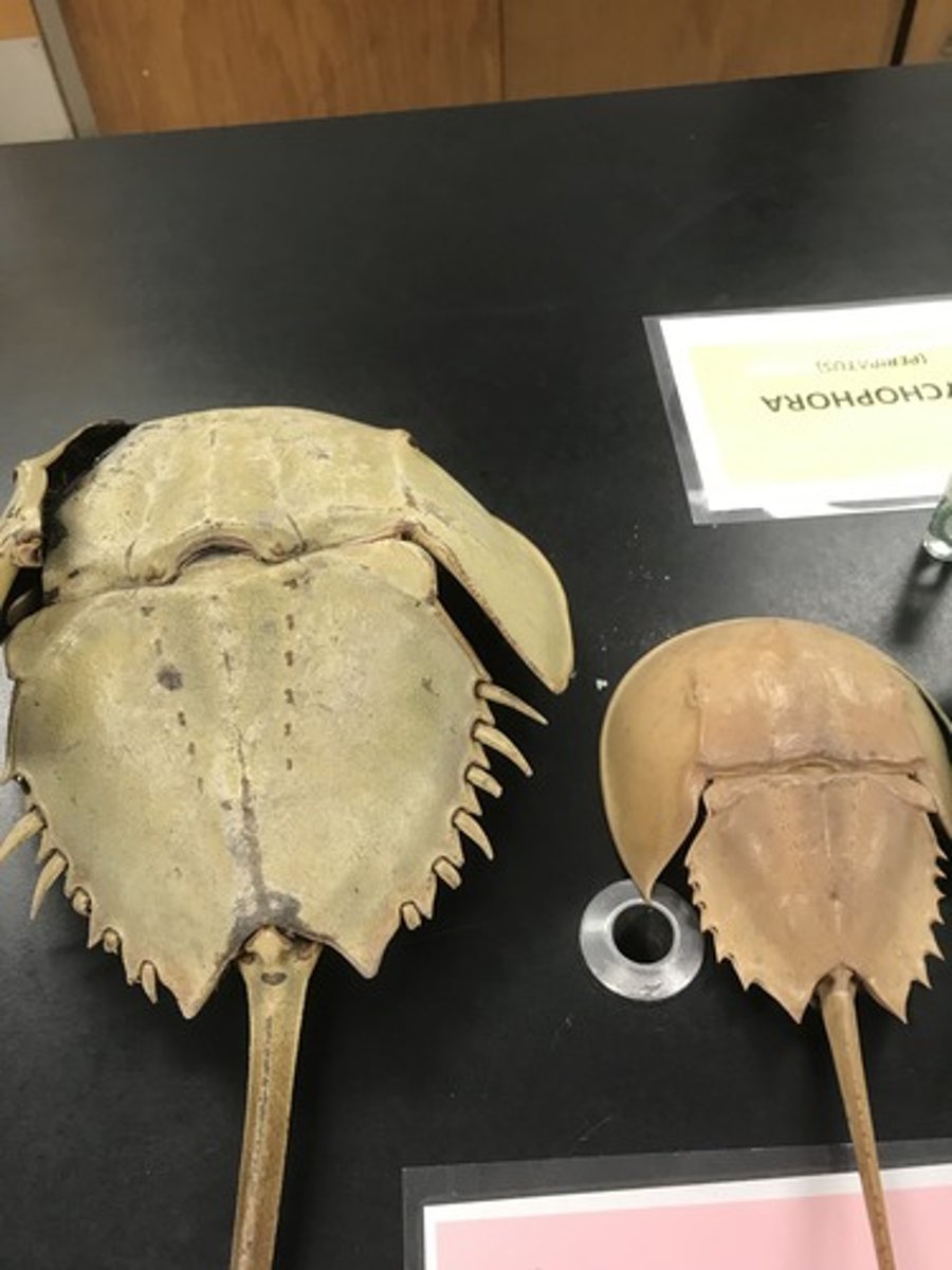 <p>For the following specimen(s), give the entire taxonomy and the name of the specimen(s)</p>