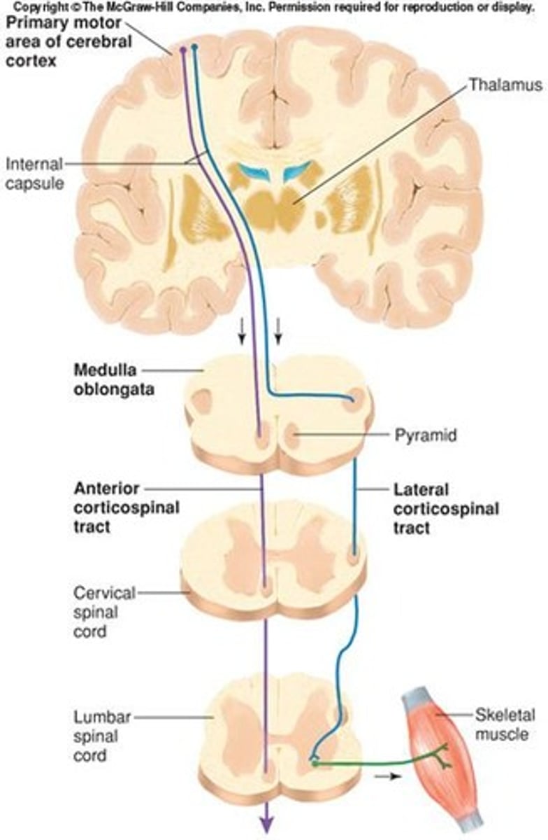 <p>Descending tract controlling voluntary motor functions.</p>