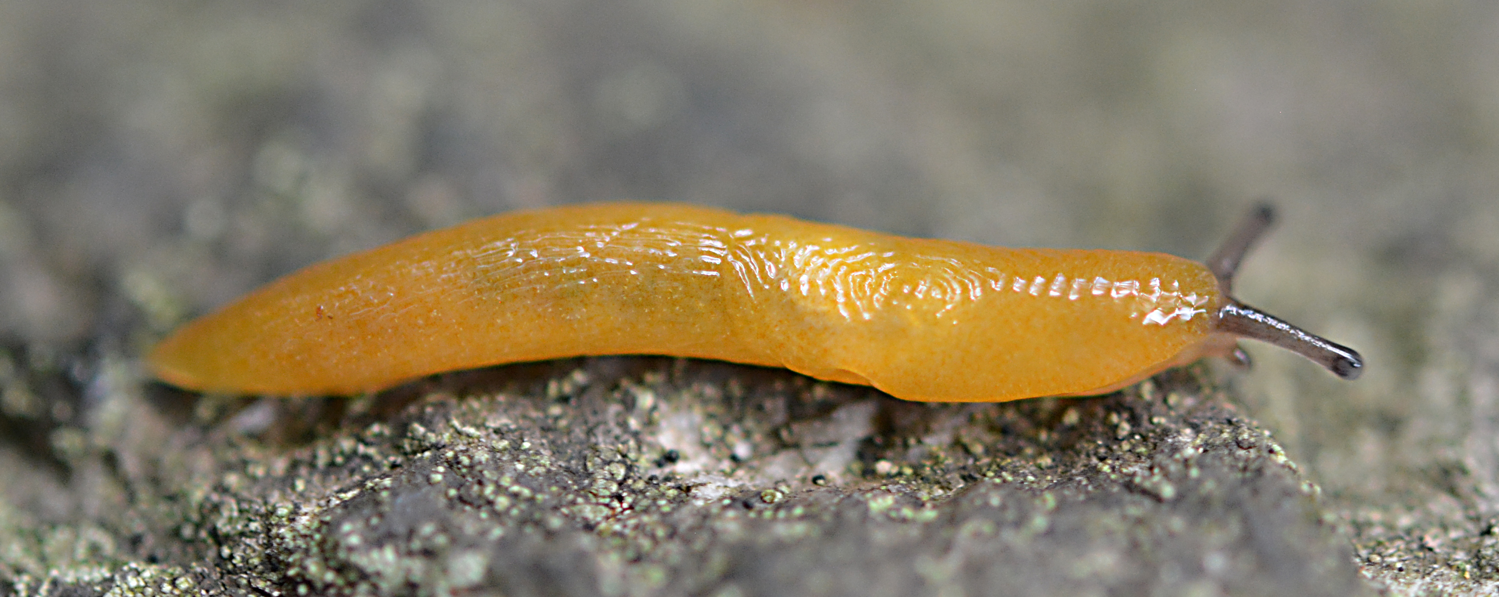 <p>Kmeň: Mollusca (mäkýše)<br>Trieda: Gastropoda (ulitníky)<br>Skupina: Pulmonata (pľúcnatce)</p>