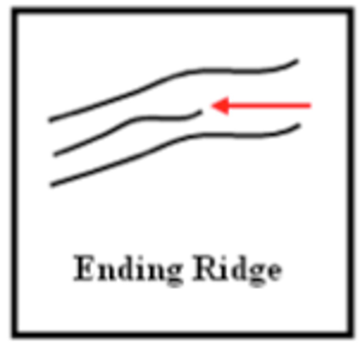 <p>the line-like, raised formations that form the pattern that forensic scientists use to analyze and identify fingerprints. By all means, they alone with the furrows they create define the fingerprints. When they form is when a fetus gets his/her fingerprints (more notes on fingerprint formation are listed below)</p>