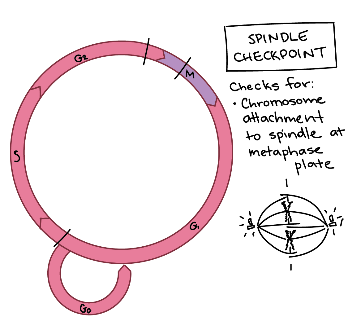 <p>Checks for</p><ul><li><p>Chromosomes attachment to spindle at the metaphase plate</p></li></ul><p></p>