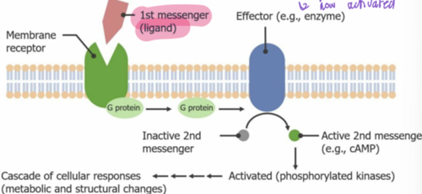 <p>alpha‒GTP (activated G protein)</p>