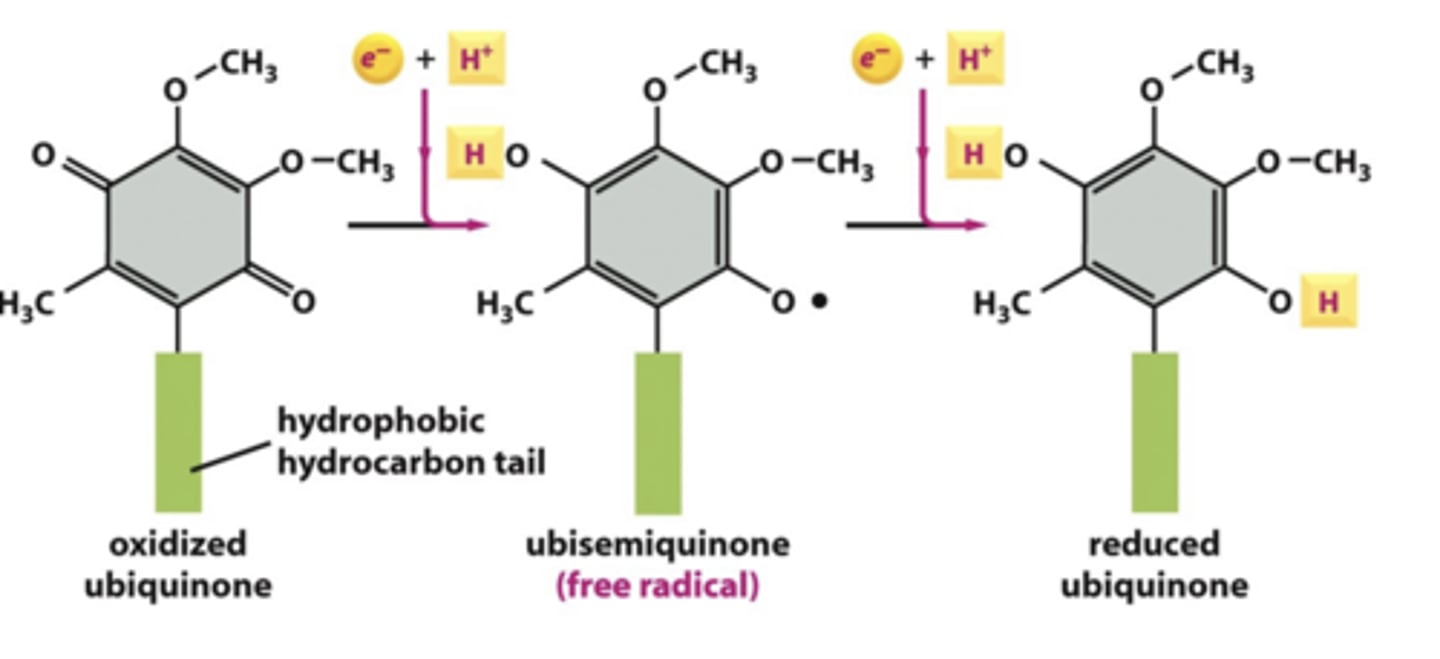 <p>not a protein</p><p>shuttles electrons from Complex I and Complex II to Complex III</p>