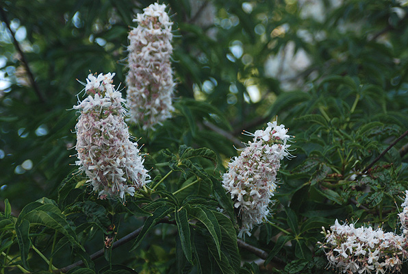 <p>Broadleaf deciduous tree or large shrub, single or multistemmed, 12-30ft (3.5-9 m) tall, flat topped to rounded and very broad; trunk short, with many ascending branches, bark grayish white.&nbsp;&nbsp;Leaves opposite, palmately compound, 5 leaflets, occasionally 7, each 7.5-15 cm long, elliptic-oblong to lance-oblong, base narrowed or rounded, tip acuminate, margin sharply serrate, dark green above, paler below with hairs on veins; petiole 1-2.5 cm long.&nbsp;&nbsp;Flowers showy, white to rose-colored, fragrant, about 2.5 cm long, in dense, narrow clusters, 8-20 cm long; stamens long-exerted, petals of equal length.&nbsp;&nbsp;Fruit somewhat pear shaped, 5-7 cm long, usually contains 1 large seed, 2-5 cm, they are glossy brown and poisonous. Native to California, found in the woodlands and valleys of the Coast Range, Sierra Nevada and Tehachapi Mountains.</p>