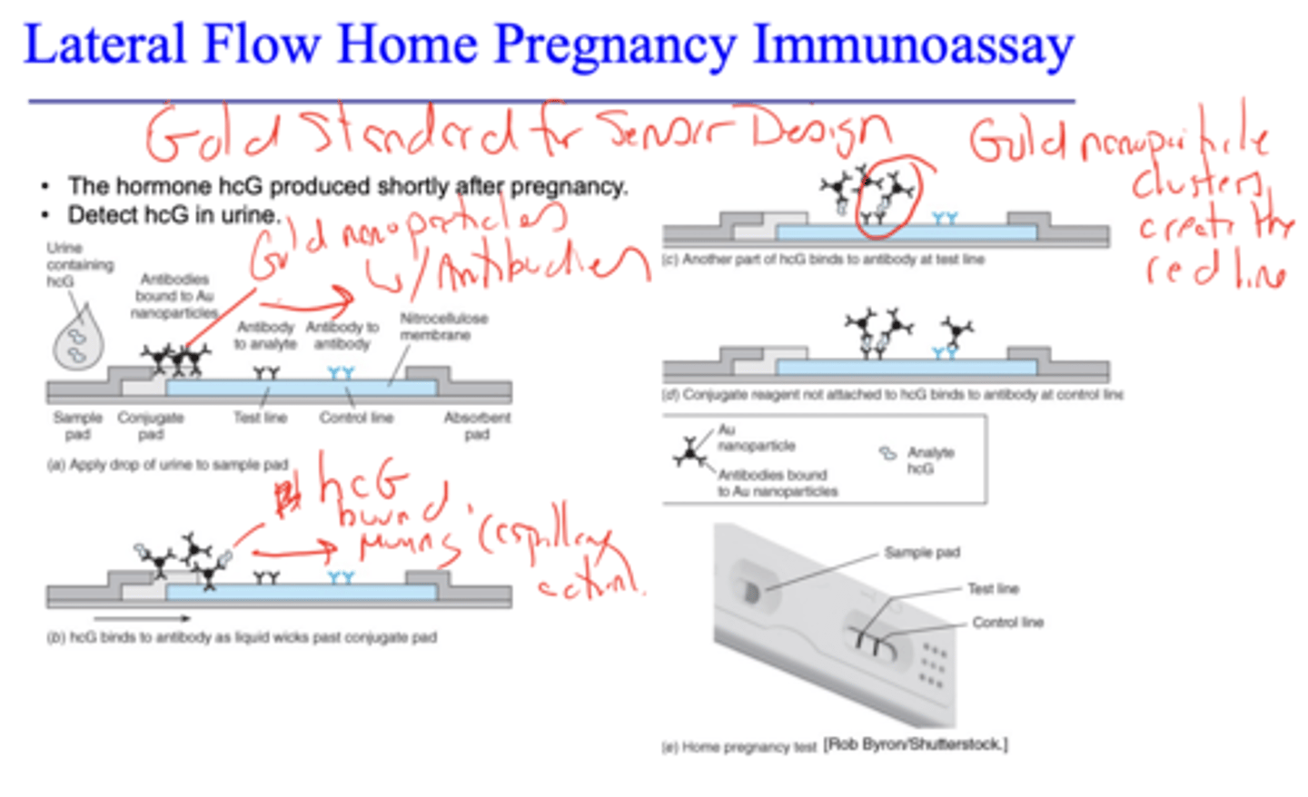 <p>detects hormone hcG that is produced shortly after pregnancy in urine</p><p>gold standard for designing sensors (POC that meets ASSURED criteria)</p><p>False positives occur from cross-reactivity between molecules similar in shape to the antigen and the immobilized antibodies</p>