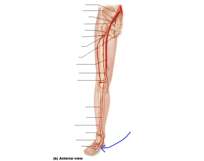 <p>branch of the posterior tibial artery extending to the “underside” of the foot (or the plantar surface) on the medial side</p>