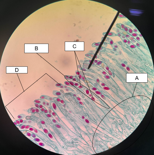 <p>What is C called</p>