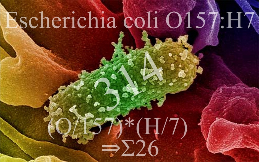 <ul><li><p>Triad: MAHA, thrombocytopenia, acute renal failure</p></li><li><p>Often post-E. coli O157:H7 infection (children 6 mo–4 yrs)</p></li><li><p>Labs: schistocytes, hematuria, proteinuria, casts</p></li><li><p>Minimal/no neurologic symptoms (vs. TTP)</p></li></ul><p></p>