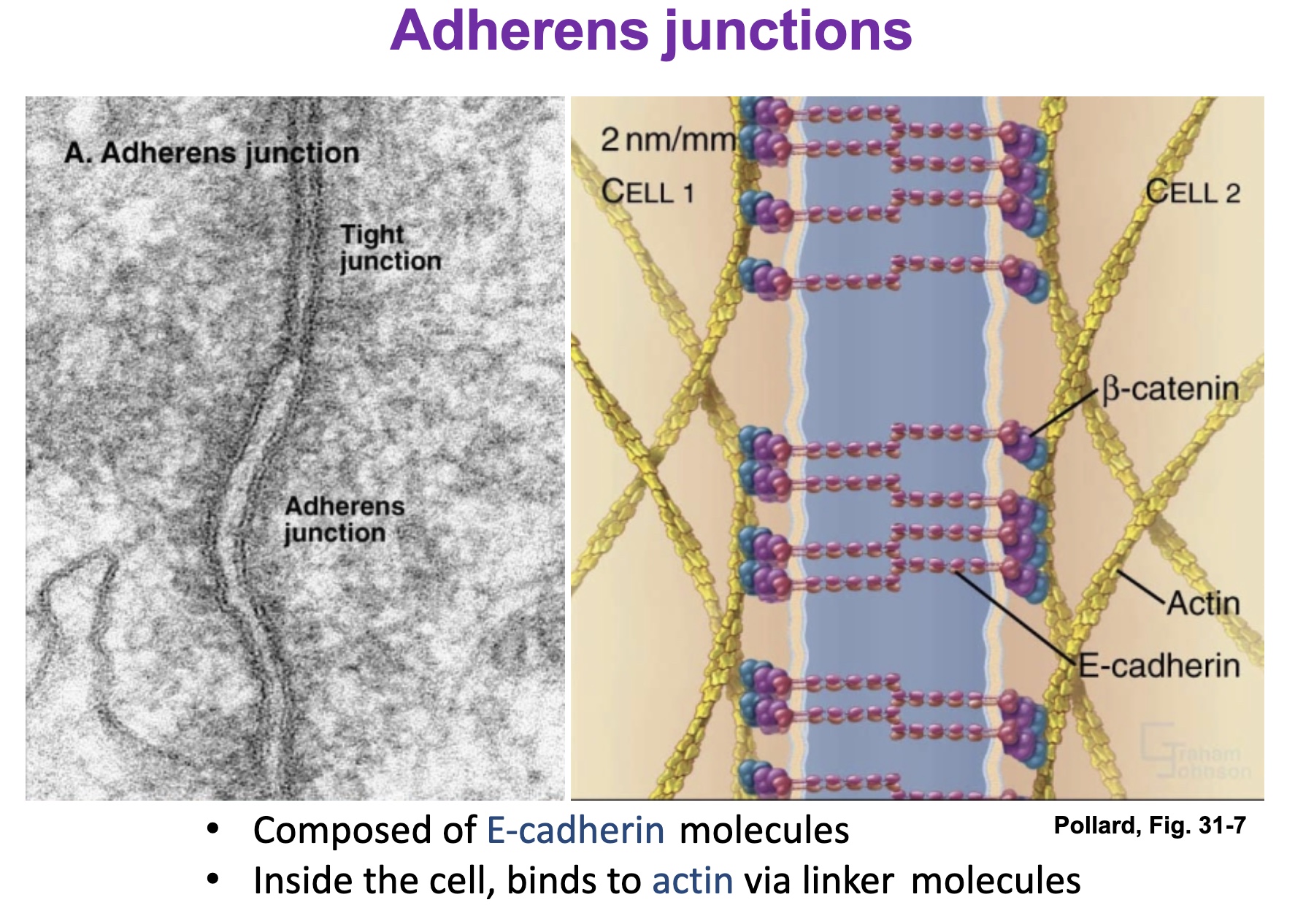 <p>Bind to actin via alpha and beta catenins</p>