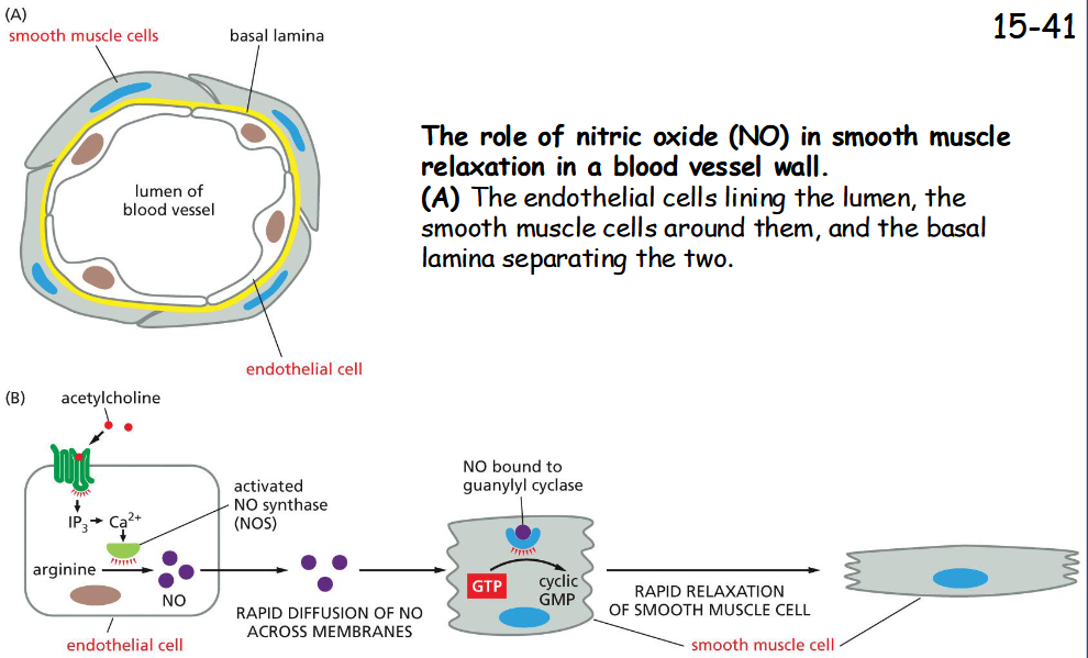 <p>nitric oxide gas</p><p>(B) Acetylcholine stimulates blood vessel dilation by activating a GPCR on the surface of endothelial cells.</p><p>This receptor activates a G protein and stimulates IP3 synthesis and Ca2+ release from the ER. </p><p>Increased Ca2+ activates nitric oxide synthase, causing the production of NO from arginine. </p><p>NO diffuses out of the endothelial cells and into the neighboring smooth muscle cells, where it activates guanylyl cyclase to produce cyclic GMP, which triggers the smooth muscle cells to relax, increasing blood flow through the vessel</p>