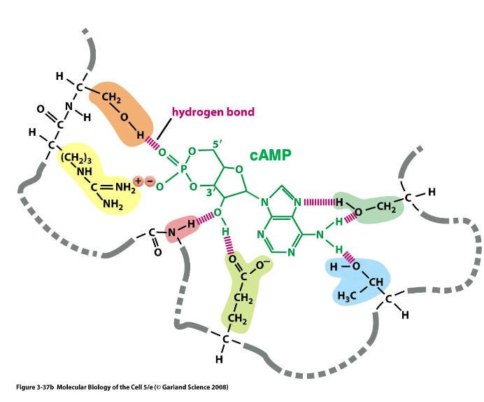 <p>cAMP binds reversibly to the - domain, which is present in a diverse range of proteins performing vastly different biological function</p>