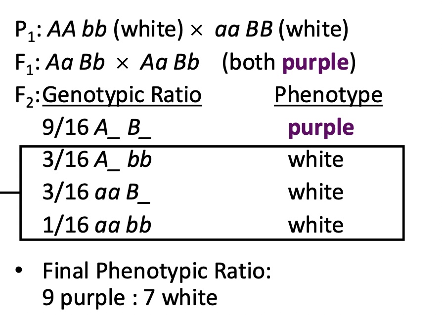<p>Homozygous condition of either recessive allele masks the expression of the dominant allele at the other locus </p>