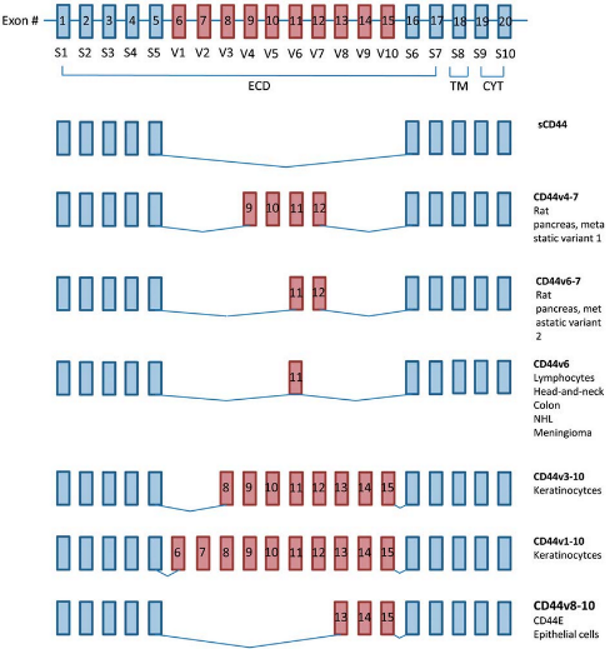 <ul><li><p><strong>extensive alternative splicing</strong>, producing <strong>multiple isoforms.</strong></p></li><li><p>Isoform expression is <strong>tissue- and cell-type-specific</strong> = functional diversity.</p></li><li><p>Splicing determines <strong>binding capabilities</strong> and <strong>cellular localisation.</strong></p></li></ul><p></p>