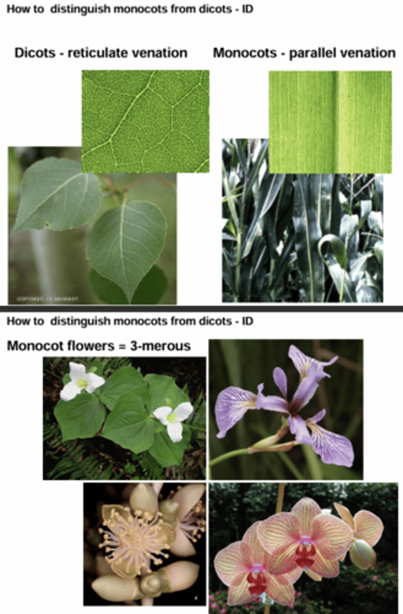 <p>Dicots - reticulate venation Monocots - parallel venation</p><p>Monocot flowers = 3-merous</p>