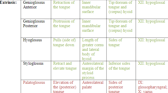 <ul><li><p><strong>Genioglossus Anterior</strong>: Retraction of the tongue</p></li><li><p><strong>Genioglossus Posterior</strong>: Protrusion of the tongue</p></li><li><p><strong>Hyoglossus</strong>: Pulls (side of) tongue down</p></li><li><p><strong>Styloglossus: </strong>Retract and elevate tongue</p></li><li><p><strong>Palatoglossus: </strong>Elevation of the (posterior) tongue (only one innervated by Glossopharyngeal (IX) &amp; Vagus (X) )</p></li></ul>