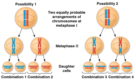<p>Chromosomal behavior</p>