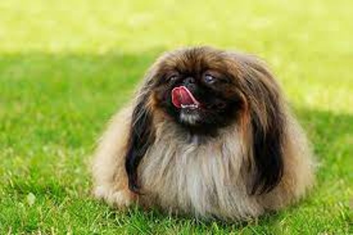 <p>furby</p>