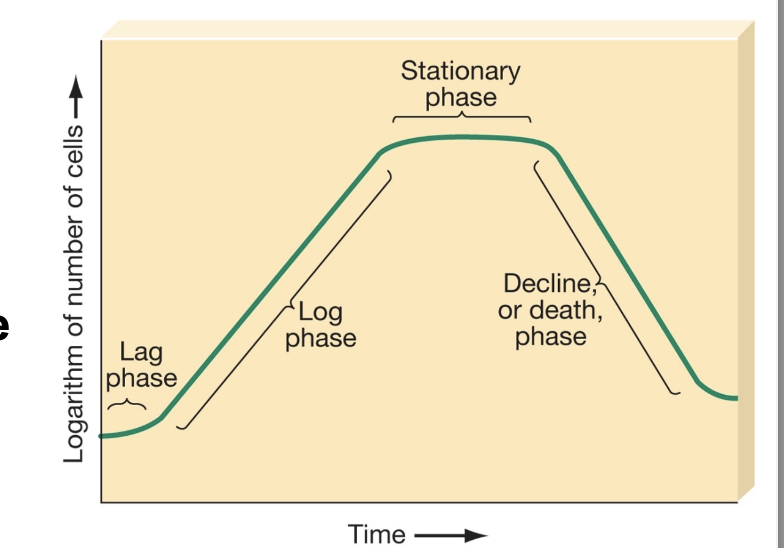 <ol><li><p>Lag phase</p><ol><li><p>organisms are active but not increasing that much in numbers</p></li><li><p>they are getting reading to divide by increasing in size</p></li><li><p>may be 1 hr to multiple days depending on species</p></li></ol></li><li><p>Log phase</p><ol><li><p>organism adapted to environment</p></li><li><p>growth occurs logarithmically or exponentially</p></li><li><p>dividing at their most rapid rate</p></li><li><p>can take 20 min to 20 hrs to double in size (generation time)</p></li></ol></li><li><p>Stationary phase</p><ol><li><p>limitation of nutrients</p></li><li><p>new cells produced at the same rate old cells die</p></li></ol></li><li><p>Death phase</p><ol><li><p>medium becomes less favorable</p></li><li><p>less nutrients, space, and more waste</p></li><li><p>dying at logarithmic rate</p></li><li><p>some produce spores</p></li></ol></li></ol><p></p>