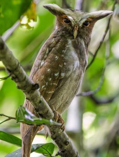 <p>What bird is this?</p>