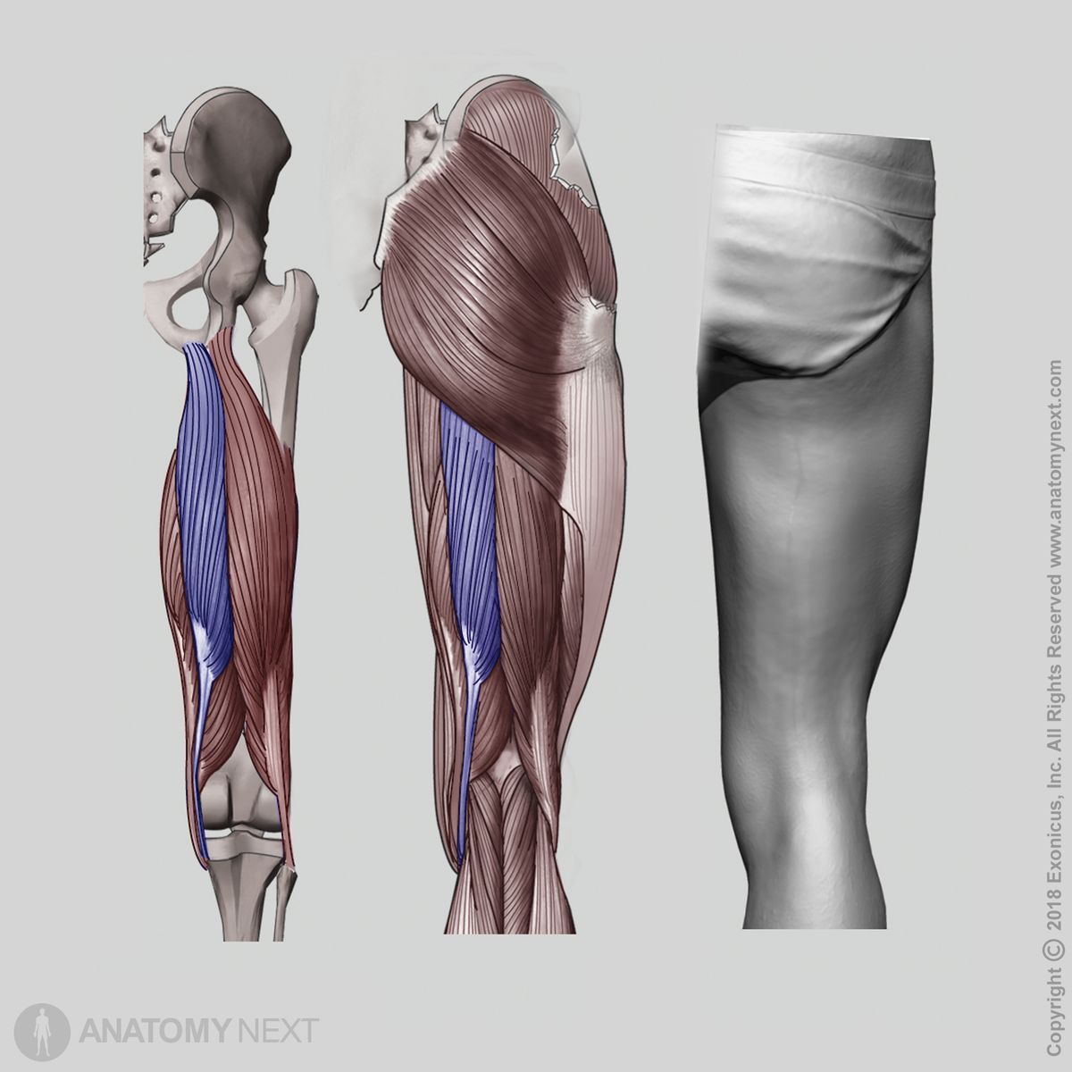 <p>extends the hip flexes the knee</p><p>O:ischial tuberosity</p><p>I:Tibia</p>