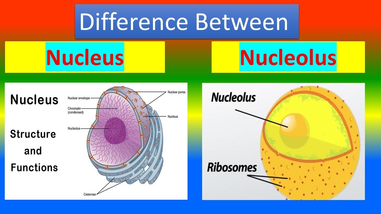 <p>Large nucleus and nucleolus </p>