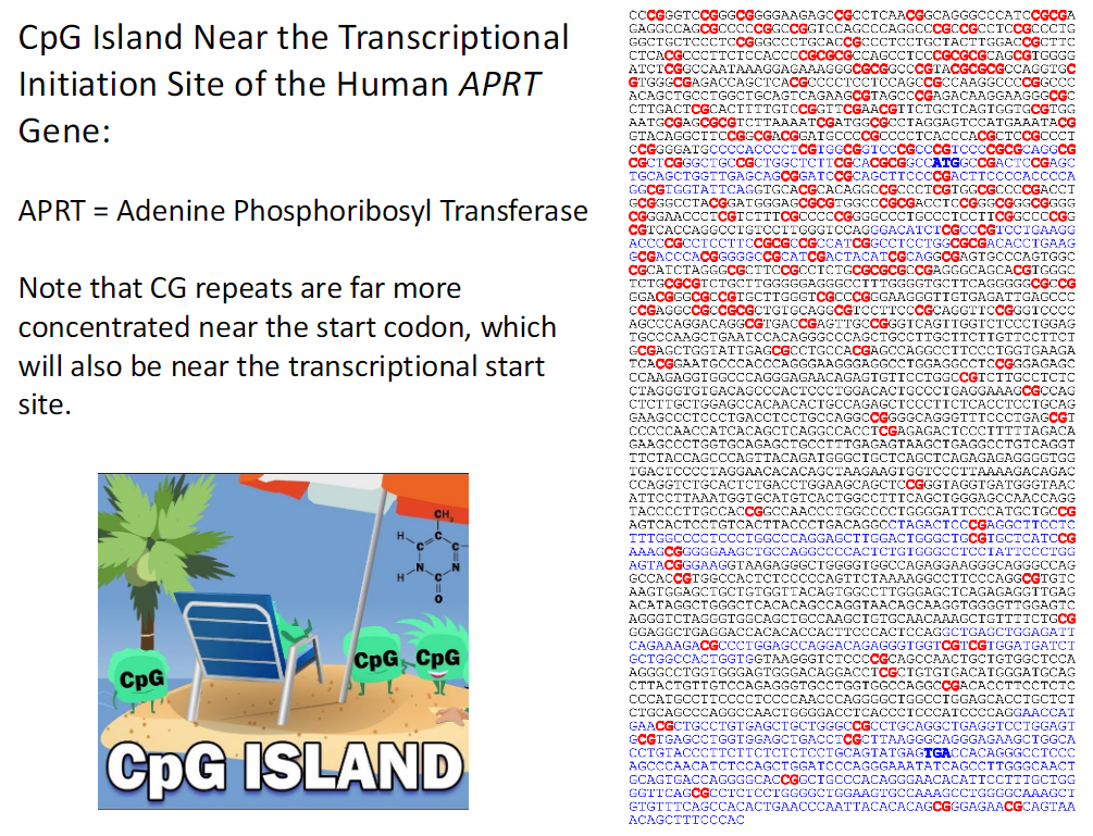 <p><strong>APRT Gene</strong><br> APRT stands for Adenine Phosphoribosyl Transferase</p><p><strong>CpG Island Location</strong><br> CpG islands are located near the transcriptional initiation site<br> CG repeats are highly concentrated near the start codon</p><p><strong>Relationship to Transcription</strong><br> The start codon is located close to the transcription start site<br> High CG density is associated with transcription initiation</p>