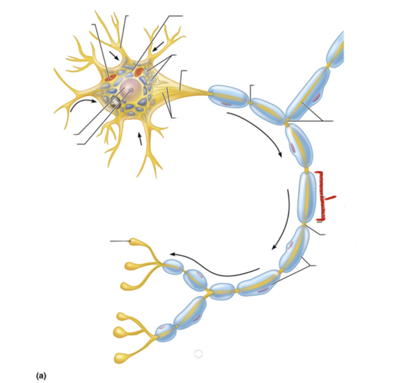 knowt flashcard image