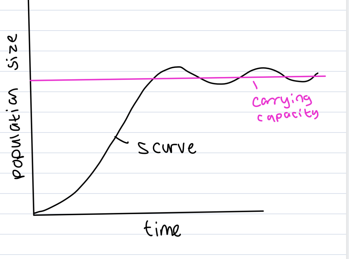 <p>Limited by amount of nutrients, competition for resources, predation</p><p>prevents sustained exponential growth</p><p>expectation of unlimited resources and maximum reproductive capacity is unrealistic</p><p>Sigmoid growth in environments with limited resources</p><p>population first has exponential growth when resources are abudnant and low competition</p><p>when population keeps increasing, density dependent factors come into play, limiting rate of population growth, scarcity of resources leads to increase of competition and decreased growth rate </p><p>population reaches equilibrium at carrying capacity when birth rate= death rate </p>