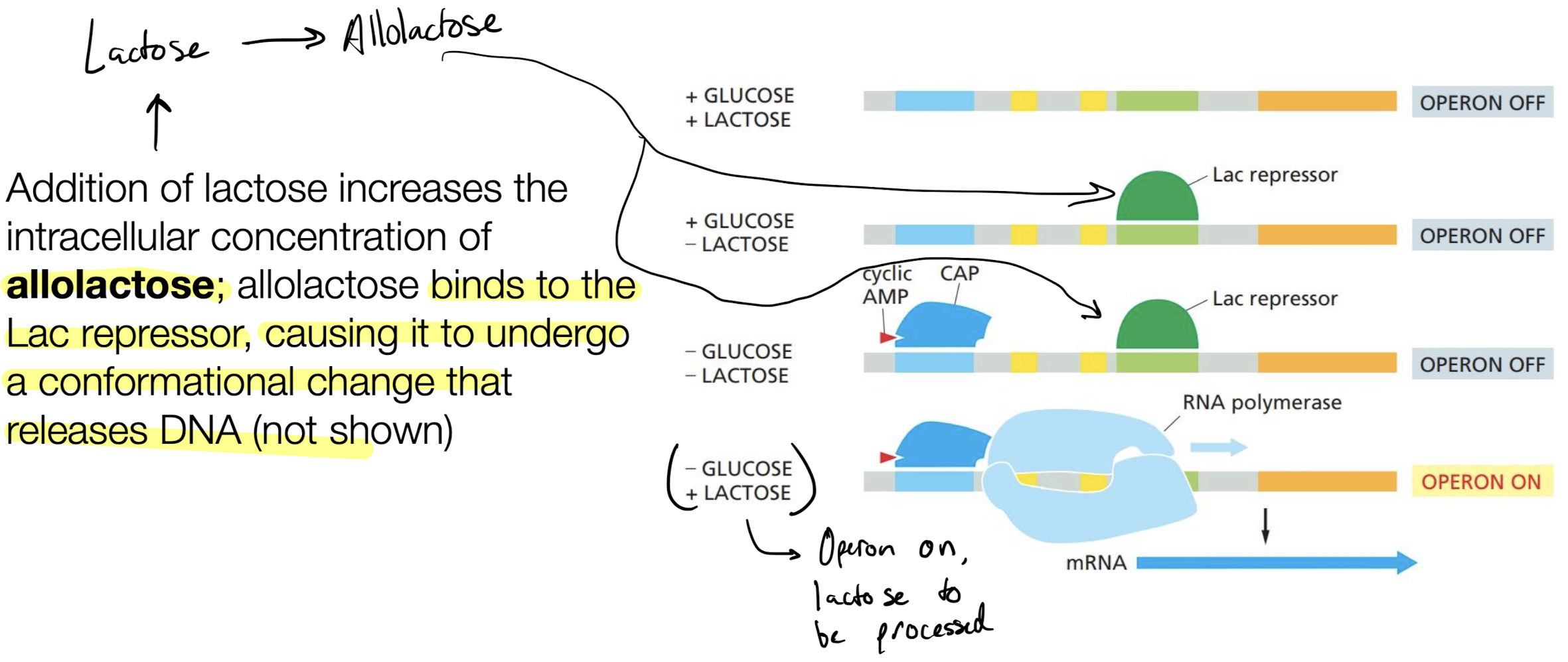 <p>Lac operon</p><ul><li><p>high glucose, high lactose → operon off</p></li><li><p>high glucose, low lactose → lac repressor binds to operon, stops processing of lactose</p></li><li><p>low glucose, low lactose → both activator and repressor binds to operon, no lactose is processed</p></li><li><p>low glucose, high lactose → operon is <strong>ON</strong>, lactose is processed</p></li></ul>