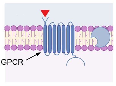 <p>G protein coupled receptors</p>