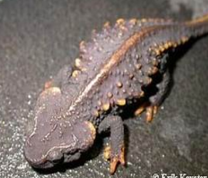 <p>Echinotriton andersoni</p>