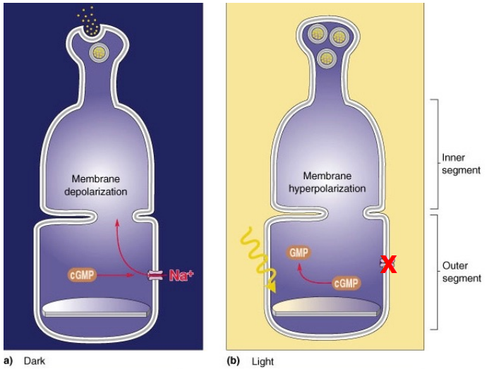 <p>Photoreceptors have cyclic GMP gated sodium channels on their membrane</p><p><strong>In the dark:</strong></p><ul><li><p>cGMP gates a sodium channel causing continuous influx of sodium ions.</p></li><li><p>Causes depolarization of the cell.</p></li></ul><p><strong>In the light:</strong></p><ul><li><p>cGMP breaks down to GMP</p></li><li><p>cGMP no longer gates the sodium channels</p></li><li><p>Flow of Na ions ceases</p></li><li><p>Cell is hyperpolarized</p></li></ul><p></p>