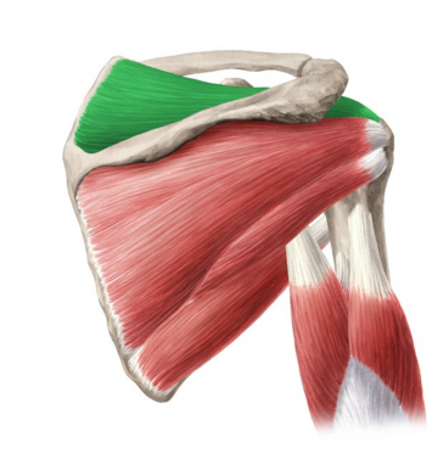 <ul><li><p>greater tubercle of humerus (superior facet)</p></li></ul>