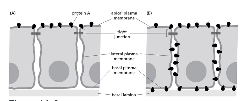 <p><span><span>Consider the apical location of a particular protein expressed in epithelial cells, as illustrated in part A of Figure 11-3 below. Part B shows the redistribution of this protein around the entire cell. Which of the following defects is most likely to have caused this redistribution?</span></span></p><p><span><span>A)&nbsp;</span></span>the truncation of a protein found in the extracellular matrix</p><p>B) a nonfunctional protein glycosylase</p><p>C) the deletion of a junctional protein</p><p>D) a nonfunctional flippase</p>