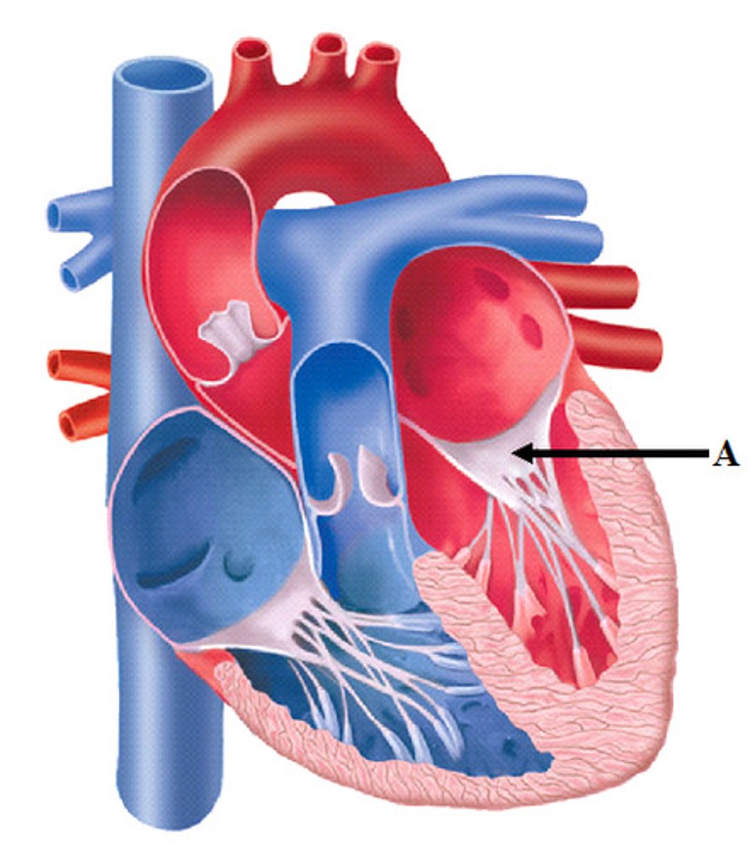 <p>bicuspid (left atrioventricular valve)</p>