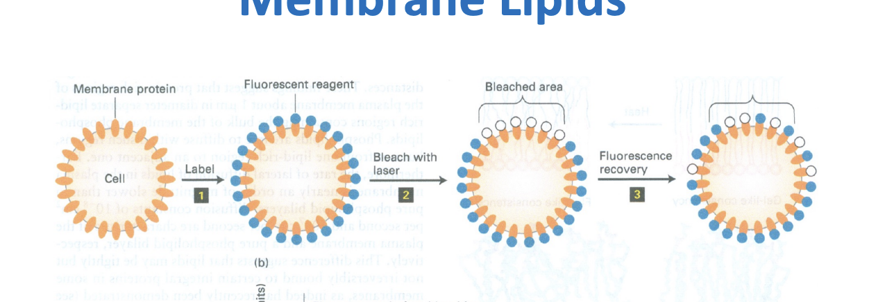 <ul><li><p><strong>Label</strong> lipids (or proteins) in the cell membrane with a fluorescent tag.</p></li><li><p><strong>Photobleach</strong> a small region with a focused laser beam (this destroys fluorescence only in that area).</p></li><li><p>If the lipids move around then this patch shouldnt exist anymore, theyll get spread out</p></li><li><p>this means that the fluorescence in that bleached area should return cause its not all concentrated in one area anymore </p></li></ul><p></p>