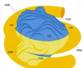 <p><span><span>8 histones + DNA wrapped around it</span></span><br><span><span>1 unit of chromatin</span></span></p><div data-type="imageUpload"></div><p></p>