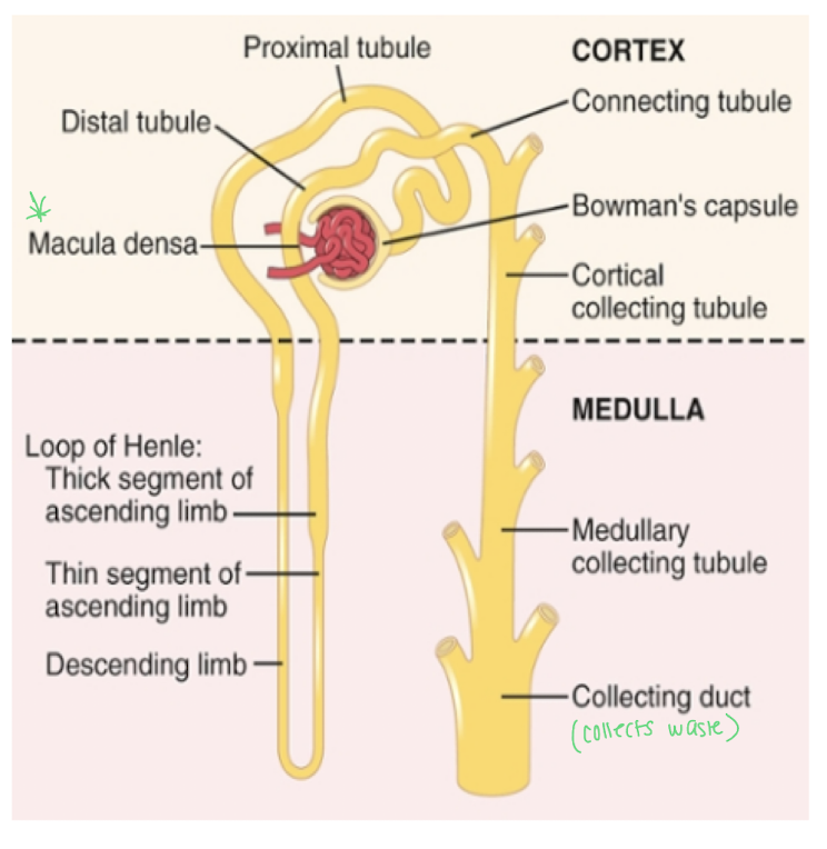 <p>distal convoluted tubule </p>
