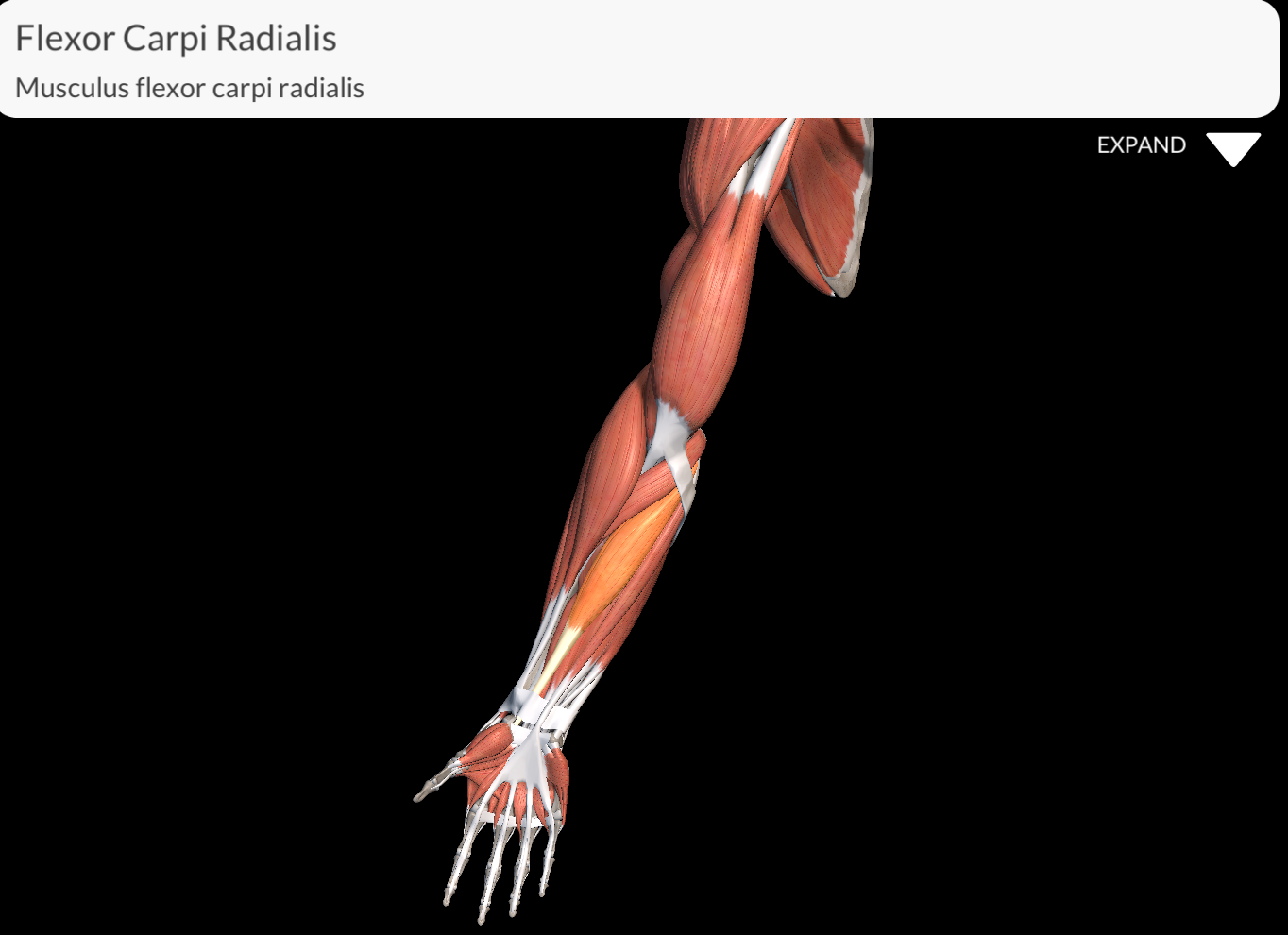 <p>Flexor Carpi Radialis Muscle</p>