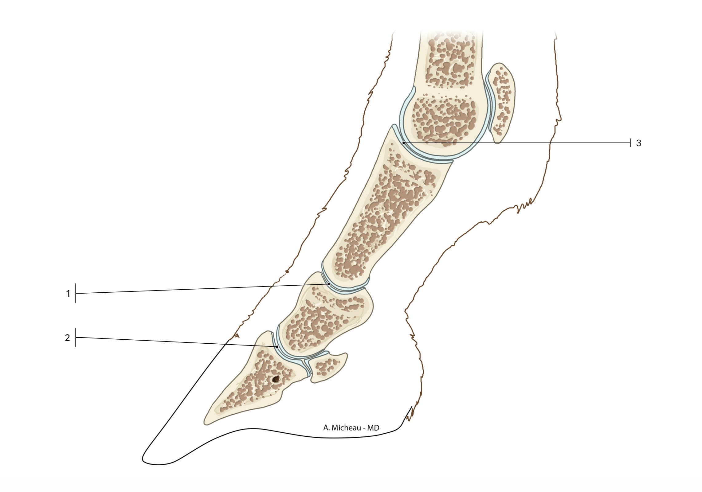 <p>This is the front leg of a horse. What is the scientific name for #1?</p>