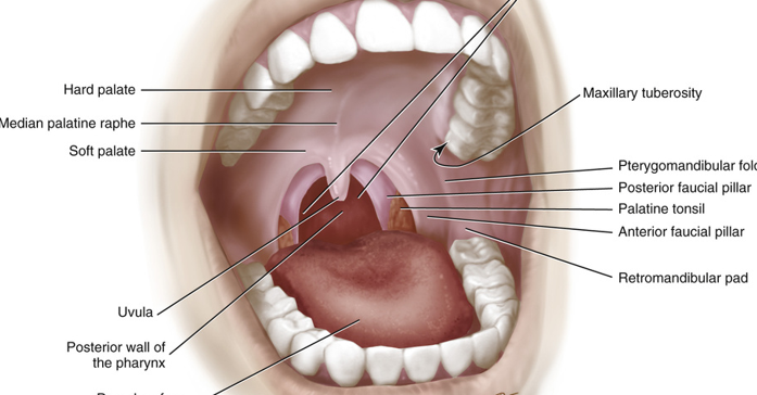 <ul><li><p>includes</p><ul><li><p>lips</p></li><li><p>oral cavity</p></li><li><p>palate</p></li><li><p>tongue</p></li><li><p>floor of mouth</p></li><li><p>part of throat </p></li><li><p>pharynx</p></li></ul></li></ul><p></p>