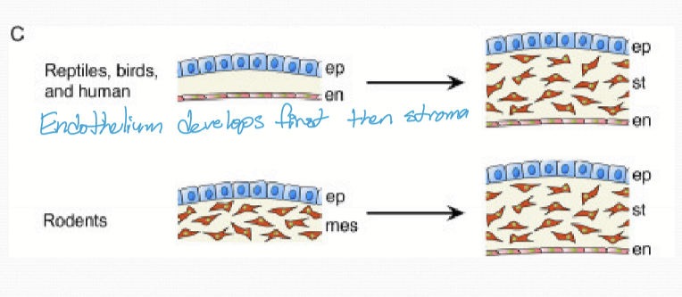 <p>The endothelium</p>