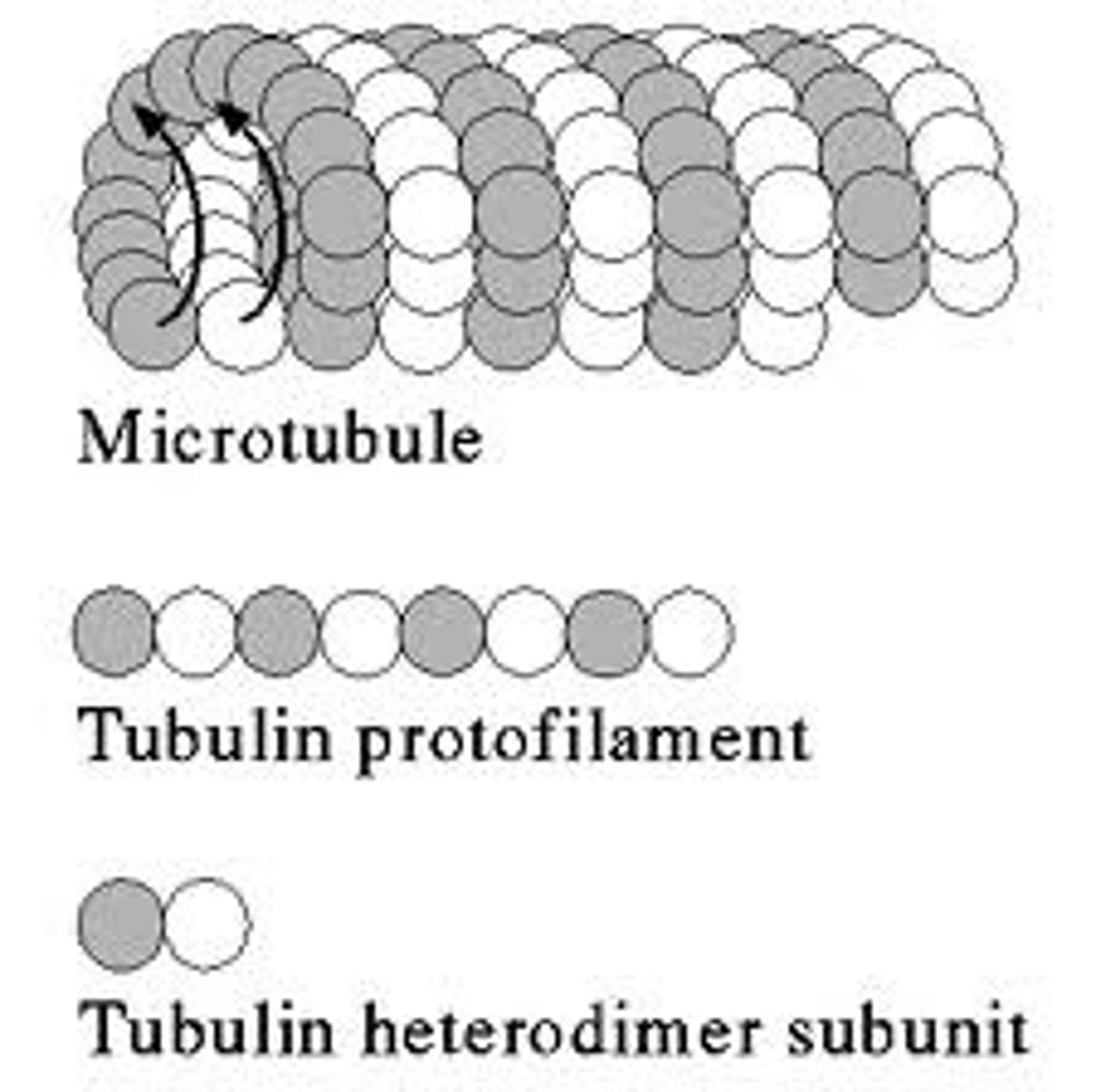 <p>Hollow tubes composed of thirteen parallel filaments of polymerized tubulin, measuring about 25 nm in external diameter. Part of the cytoskeleton of ALL eukaryote cells radiating from the centrosome in the nucleas towards the edges of the cell. They are very unstable and are constantly disassembling and reassembling so most do not reach the cell cortex. These tubules play a crucial role in cell organisation, movement of organelles and the reorganization of chormosomes in to daughter cells during mitosis.</p>
