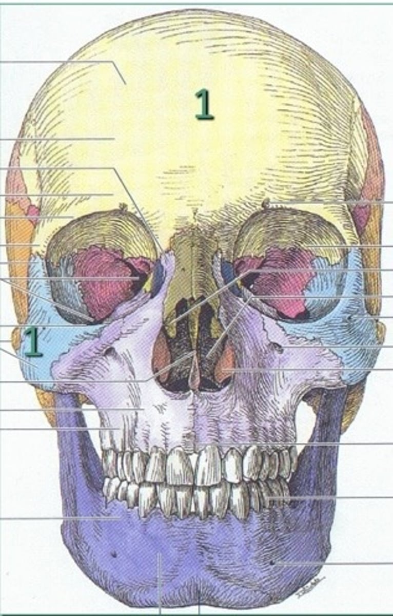 <p>1. Top</p><p>2. Lateral</p>