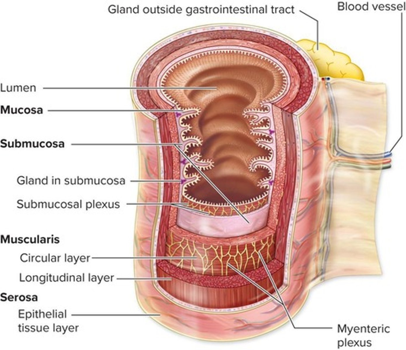 <p>A tubular system that includes the digestive organs and accessory organs.</p>