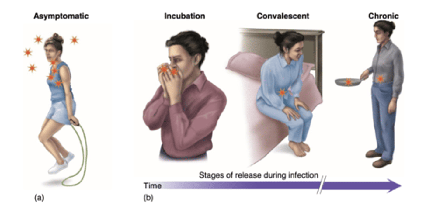 <p>1.) Asymptomatic carrier</p><p>2.) Incubation carriers</p><p>3.) Convalescent carriers</p><p>4.) Chronic carrier</p>
