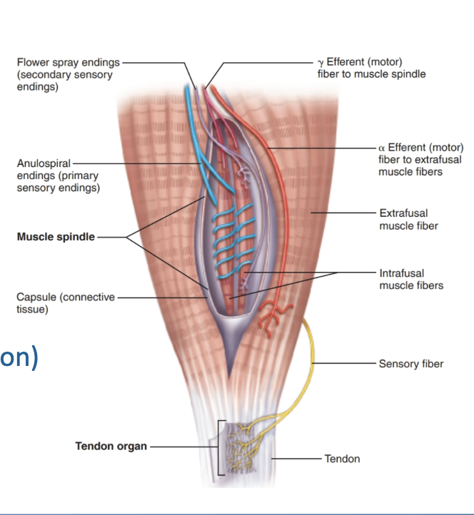 <ul><li><p>help to prevent muscles and tendons from tearing during stretching force</p></li><li><p>What does it need to know?</p><ul><li><p>Tension of the muscle (tendon organs)</p></li></ul></li></ul><ul><li><p>Polysynaptic reflex (results in muscle relaxation)</p></li></ul><ol><li><p>Afferent impulse to the cerebellum</p></li><li><p>Contracting muscle is inhibited and antagonist muscle is activated</p></li></ol><p></p>