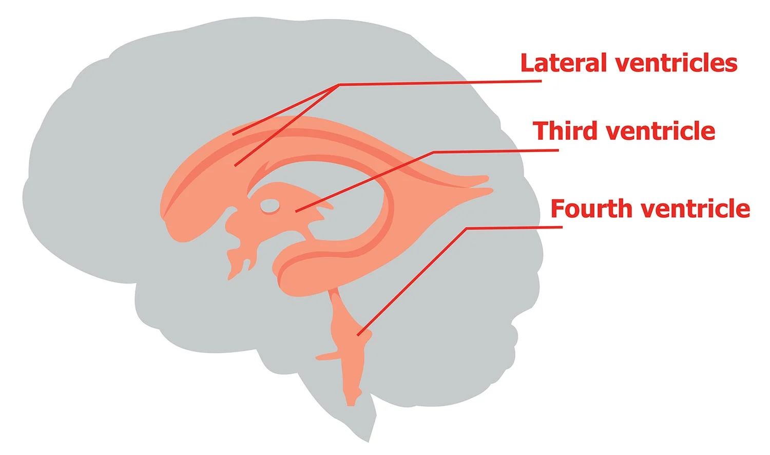 <p>Lateral (one on each side)</p><p>Third (inside diencephalon) </p><p>Fourth (between brainstem and cerebellum)</p>