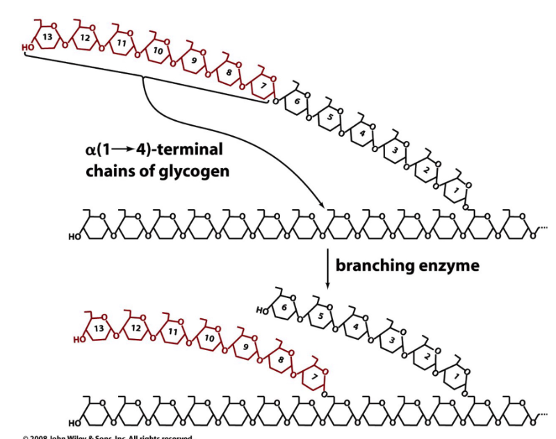 <p>terminal 7 glucoses of a growing chain transferred to form a branch linked alpha 1-6 to a different chain (when u break it down, lots of places to start, mobilize glyocgen quickly)</p>